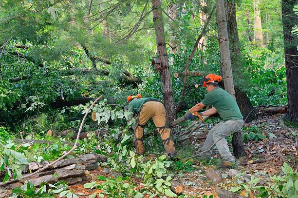 How Our Tree Care Process Works  in  Thiells, NY