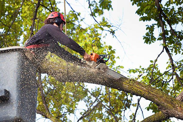 Professional Tree Removal in Thiells, NY